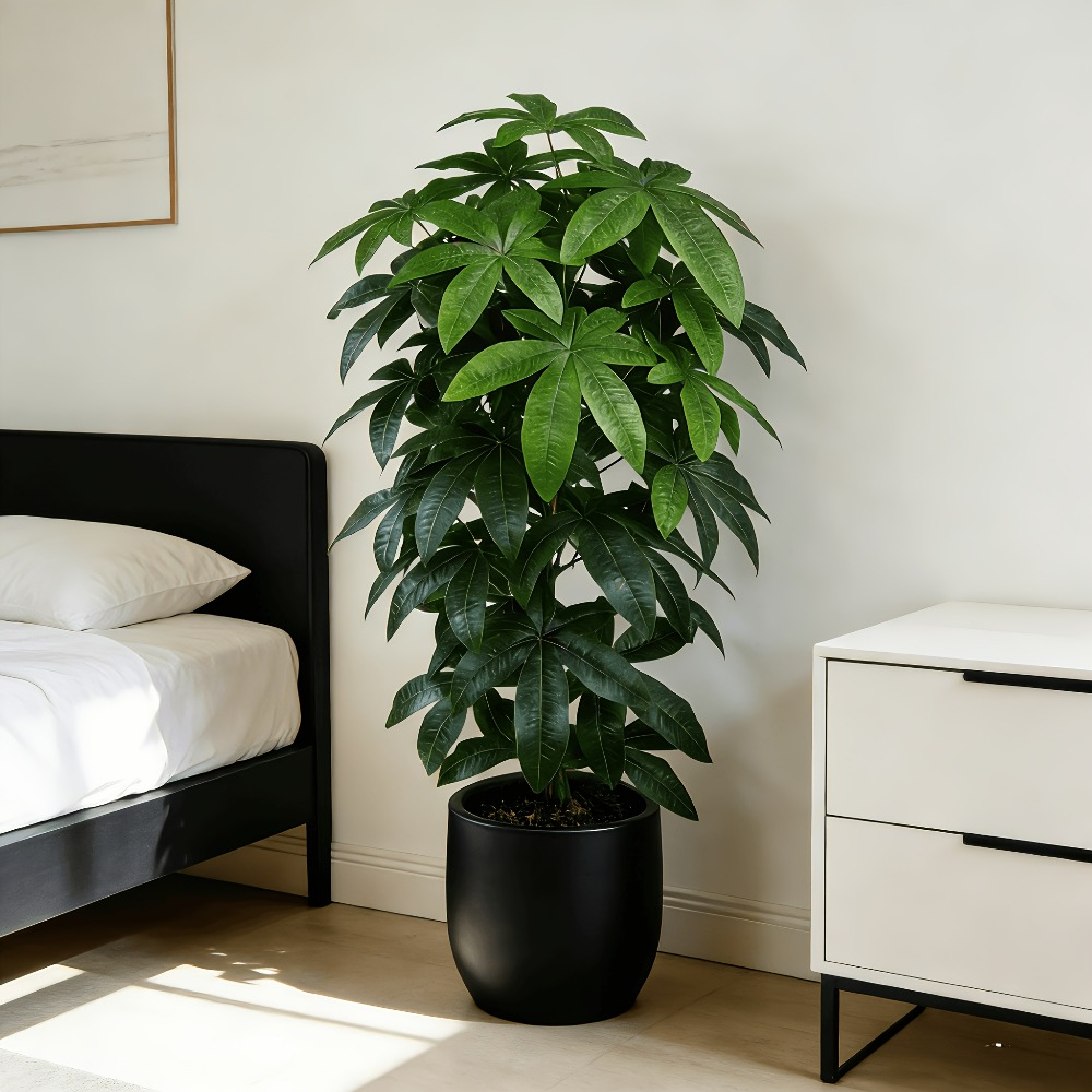 Ficus Lyrata Tree - Un arbre à monnaie artificiel Pachira